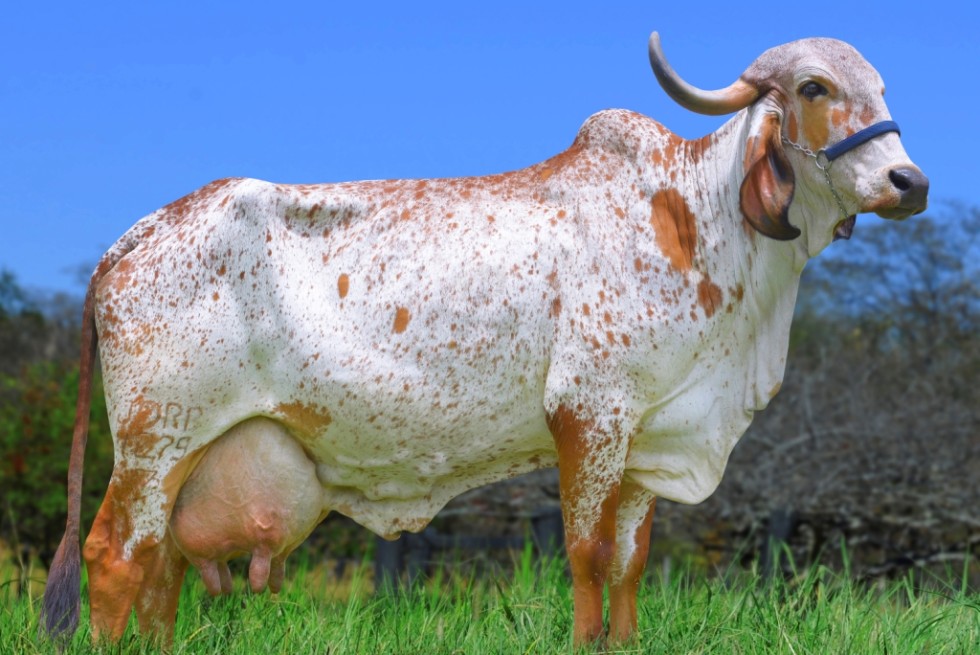 Imagem de CONNAN