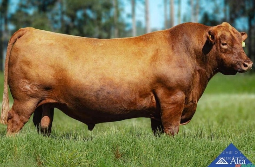 Imagem de MARAGATO