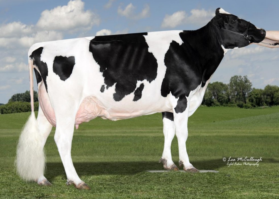 Imagem de DANIELS (SEXADO Ultraplus)