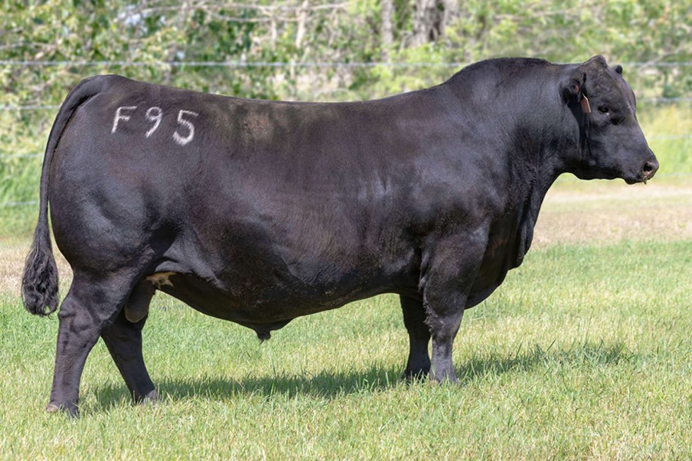 Imagem de VAQUERO
