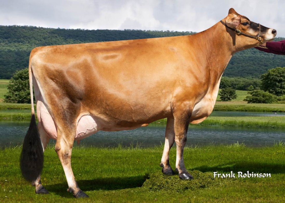 Imagem de LIBERTADOR (Sexado Ultraplus)