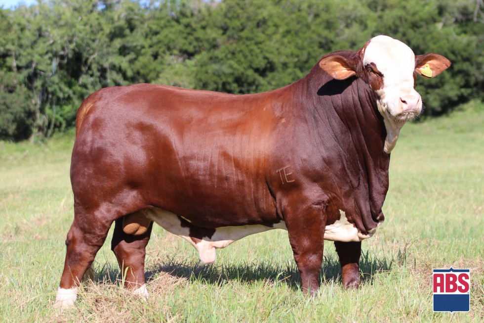 Imagem de HURACÁN
