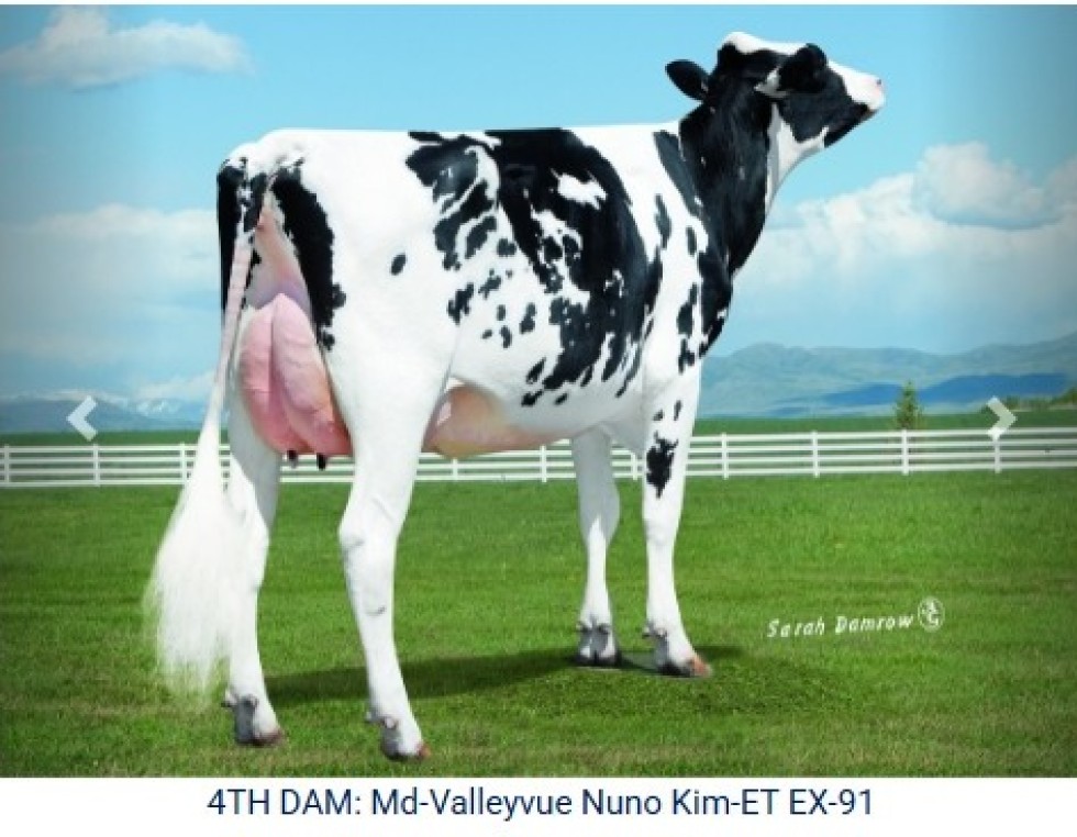 Imagem de KLASSIC (Sexado)