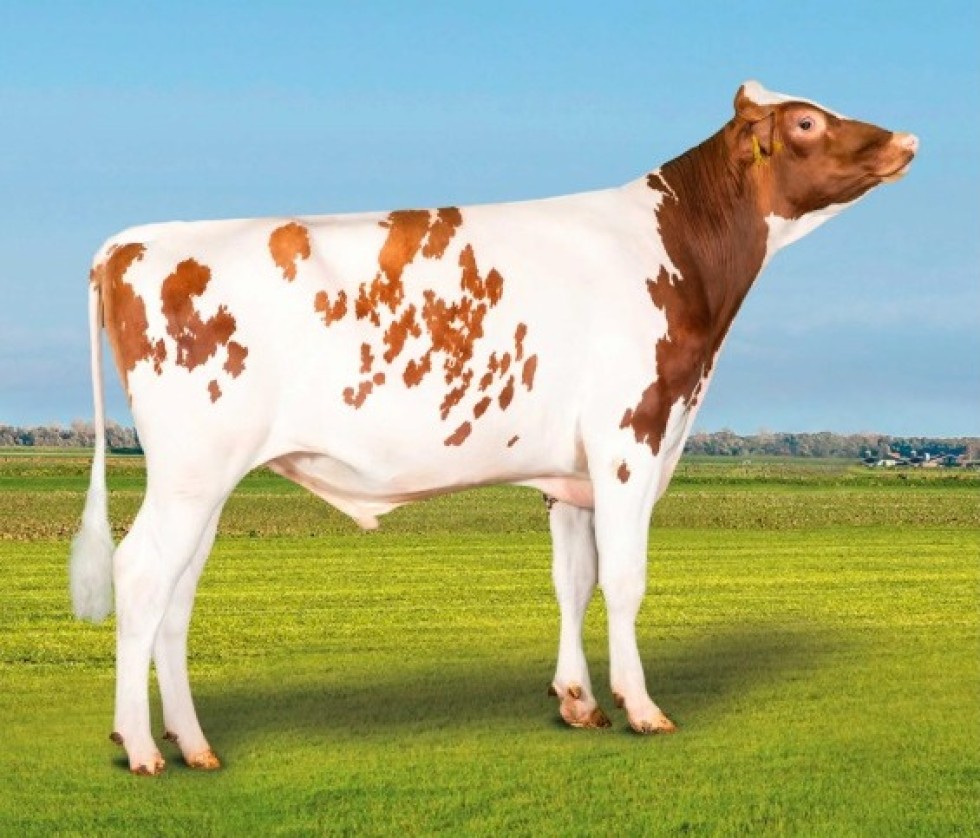 Imagem de PENTAGON-PP