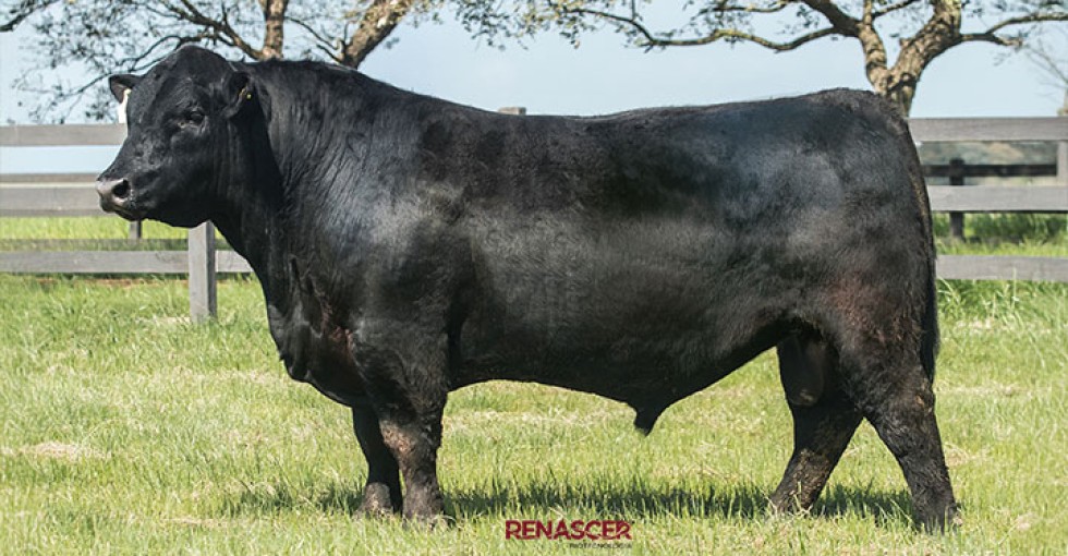 Imagem de DON QUIXOTE