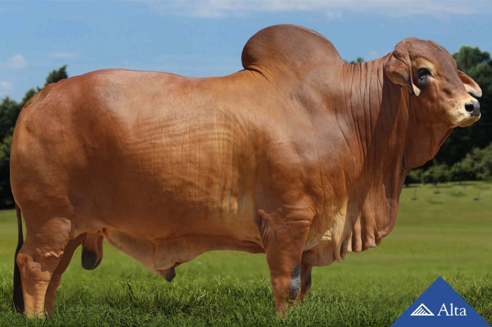 Imagem de BAROLO EAO