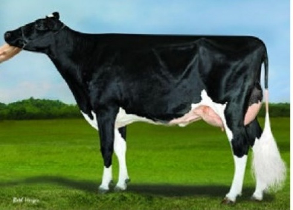 Imagem de EDGE-P (SEXADO)