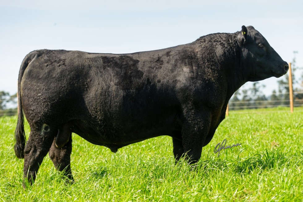 Imagem de RECALADA 500