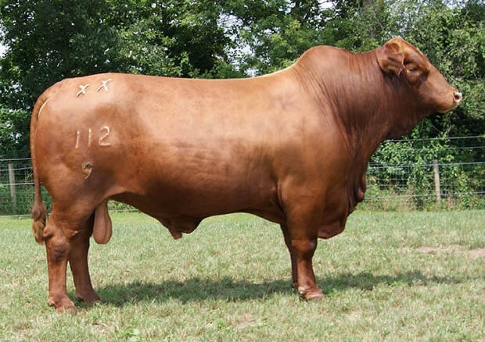 Imagem de MEAT MAKER