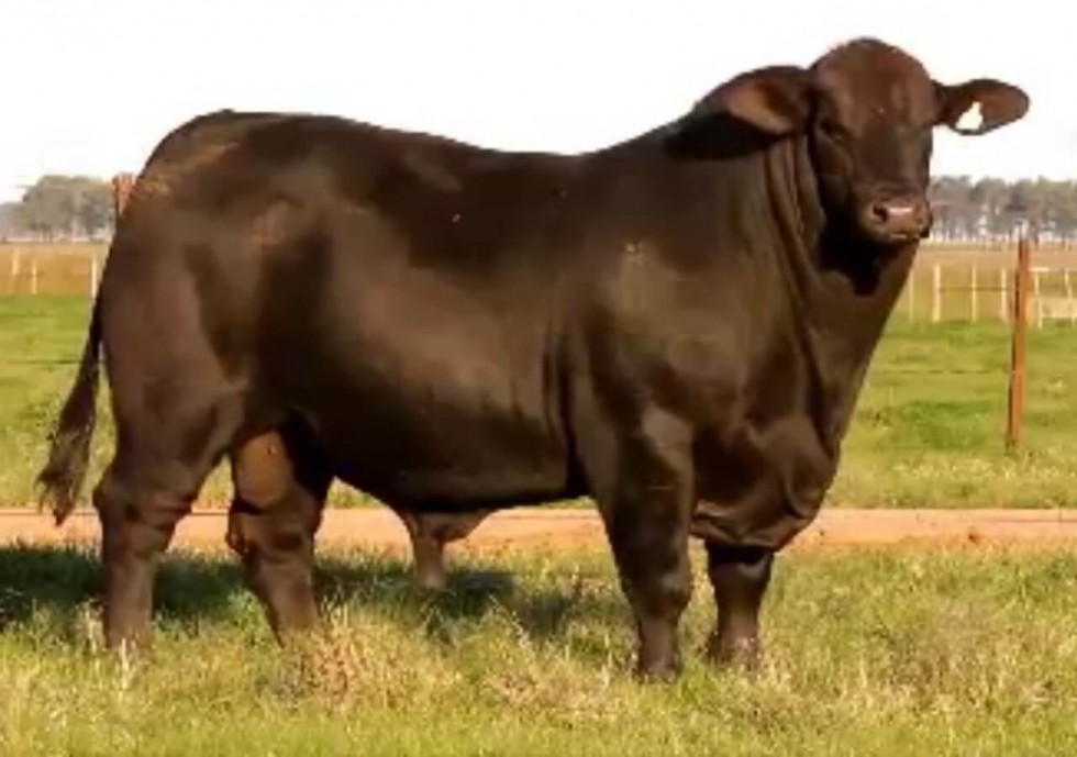 Imagem de PONCHO