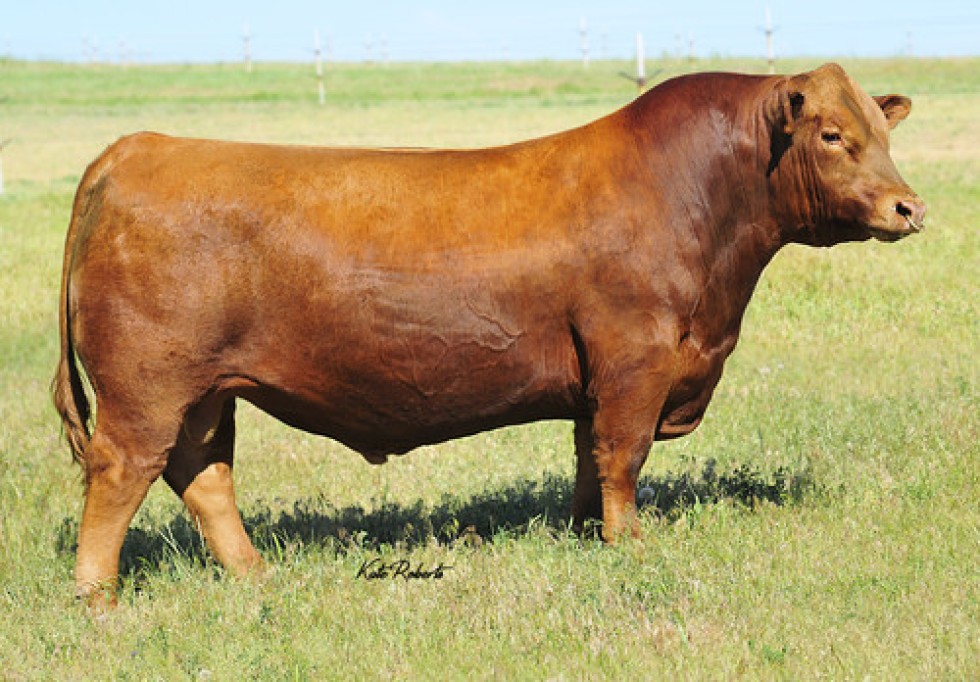 Imagem de NO WORRIES