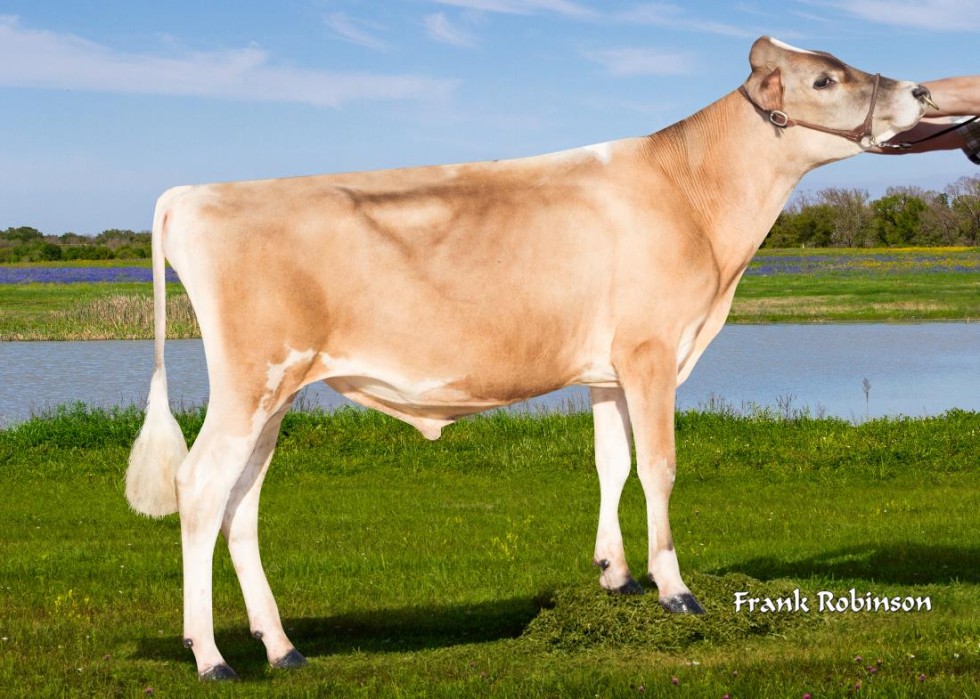 Imagem de WALT (Sexado Ultraplus)