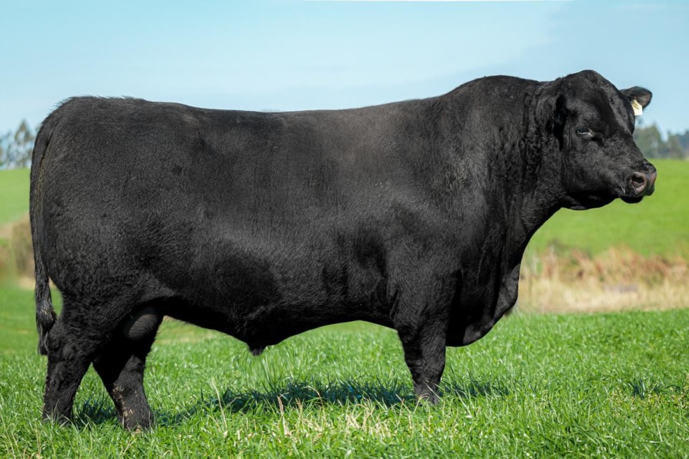 Imagem de APACHE TE-28