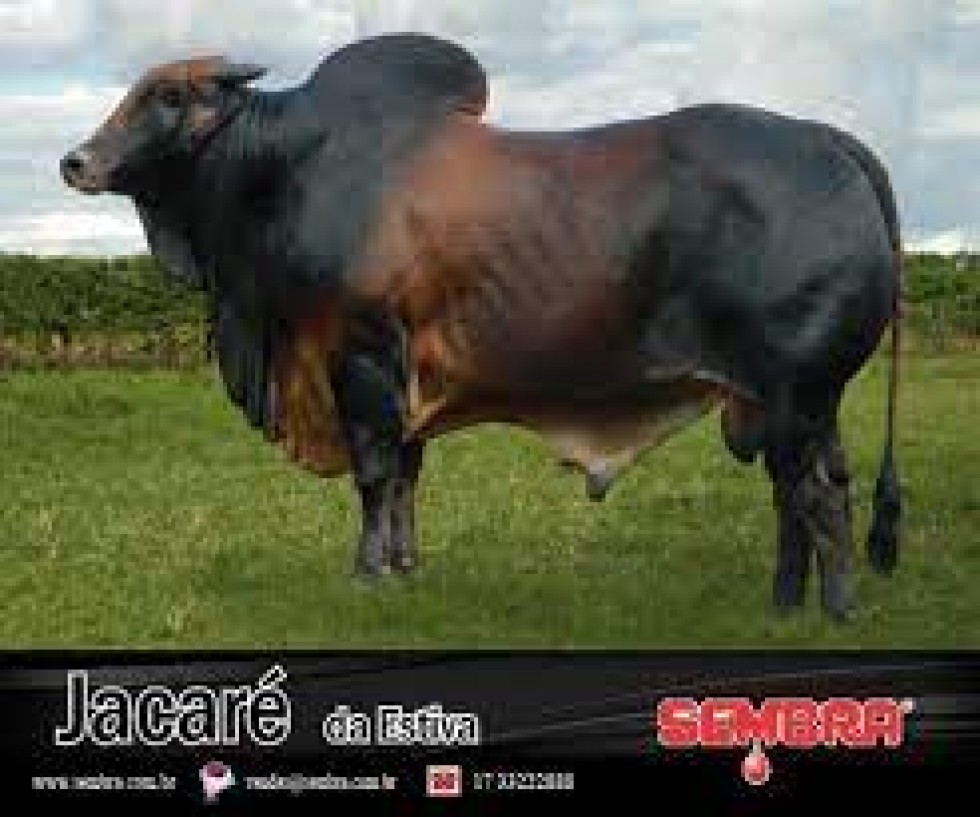 Imagem de JACARÉ DA ESTIVA