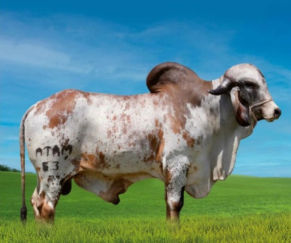 Imagem de HÉRCULES