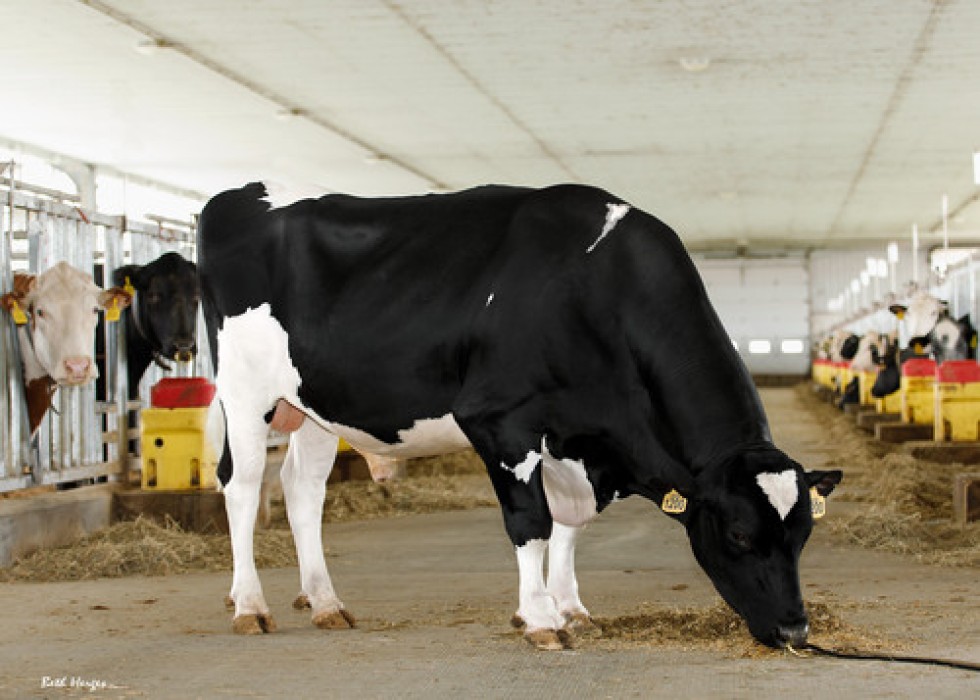 Imagem de KLASSIC (Sexado)