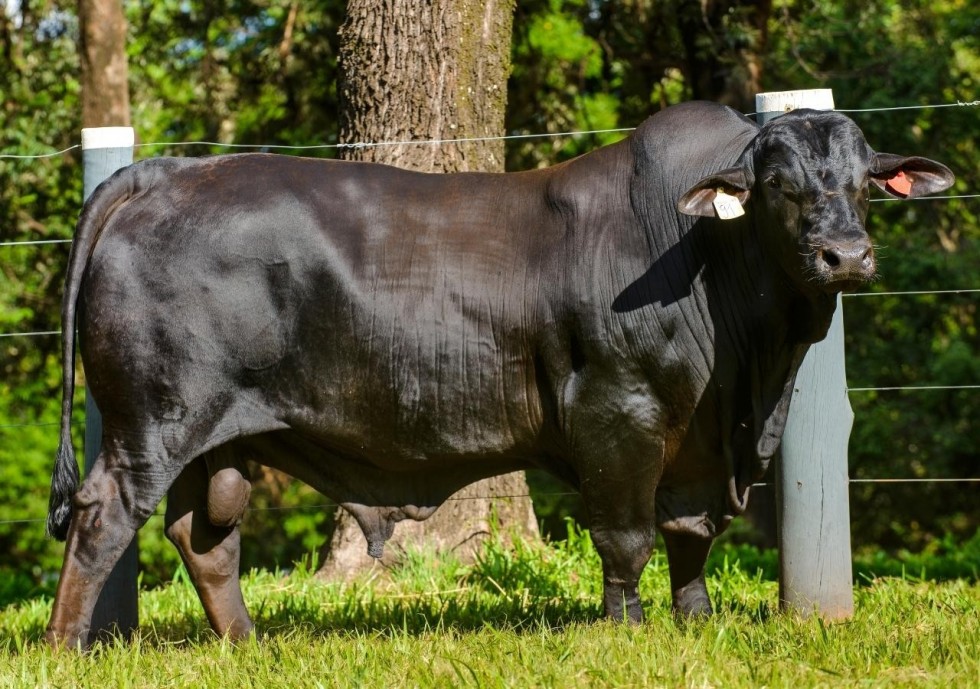 Imagem de CHARRUA