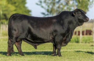 YACÚ TORO