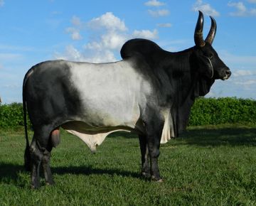 ESCULTOR