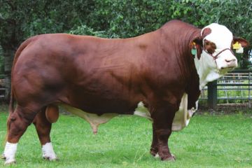 XBULL
