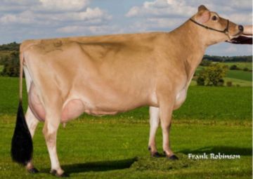 BRIE (SEXADO Ultraplus)