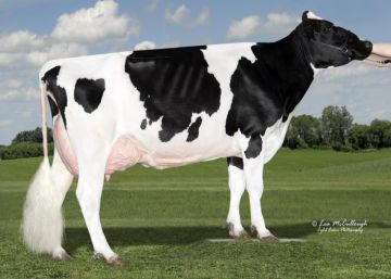 DANIELS (SEXADO Ultraplus)