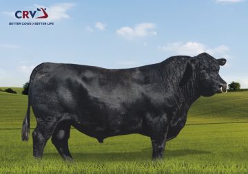 BLACK BULL