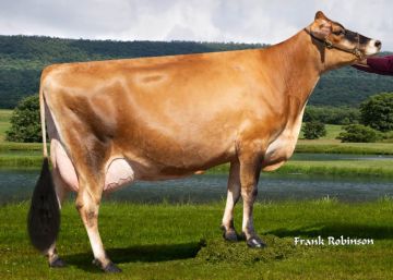 LIBERTADOR (Sexado Ultraplus)