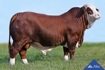 Paye 978 Magno TARAGUI