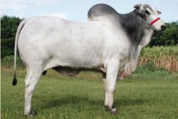 AL-RAJ